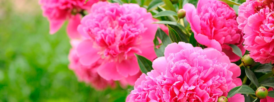 Тур на Фестиваль Пионов 2026